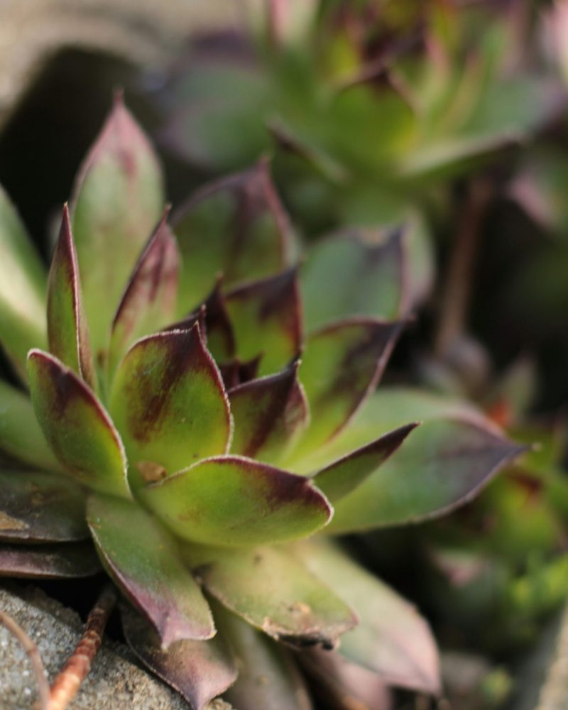 theo-lonic-3Fz1U1I02FQ-unsplash